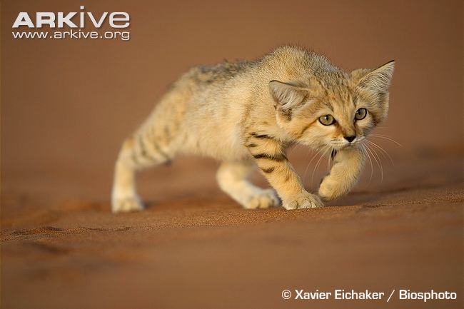 Wild Cats: The Sand Cat – kimcampion.com