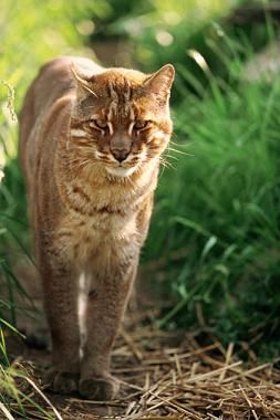 Wild Cats: The Asian Golden Cat – kimcampion.com