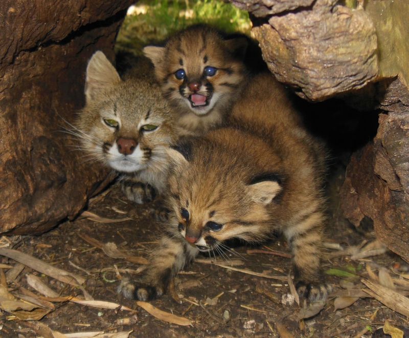 Wild Cats The Pampas Cat