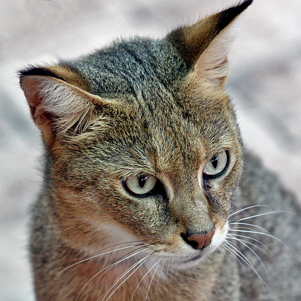 Wild Cats: The Wildcat – kimcampion.com