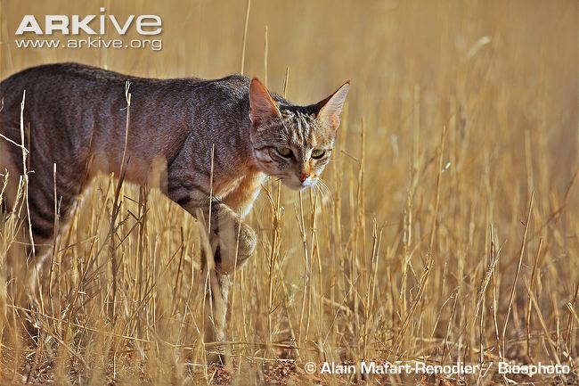 The African-Asiatic Wildcat – kimcampion.com