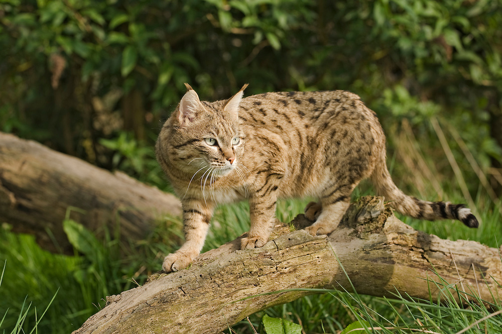 Wild Cats: The Wildcat – kimcampion.com