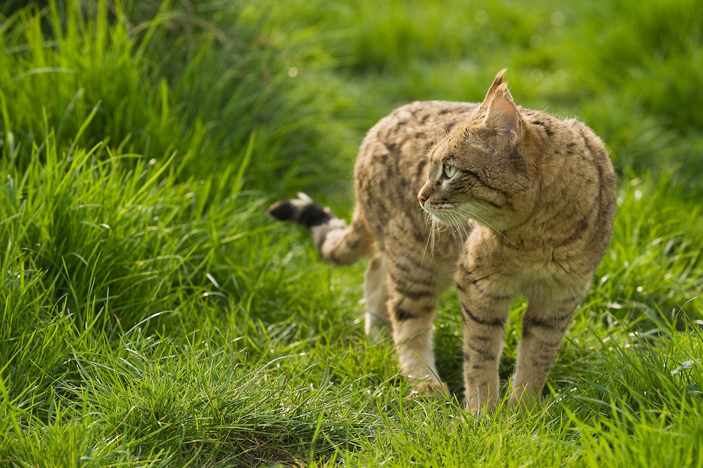 Asian Wild Cats 59