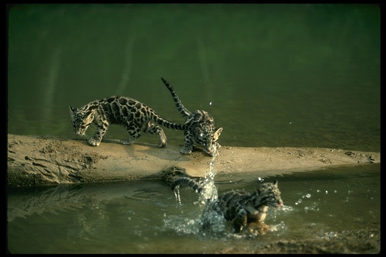 Wild Cats: The Clouded Leopard and the Sunda Clouded Leopard