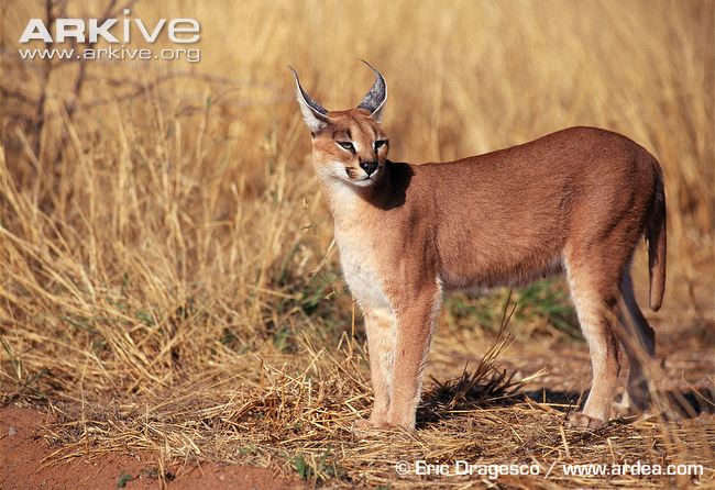 Wild Cats: The Caracal – kimcampion.com