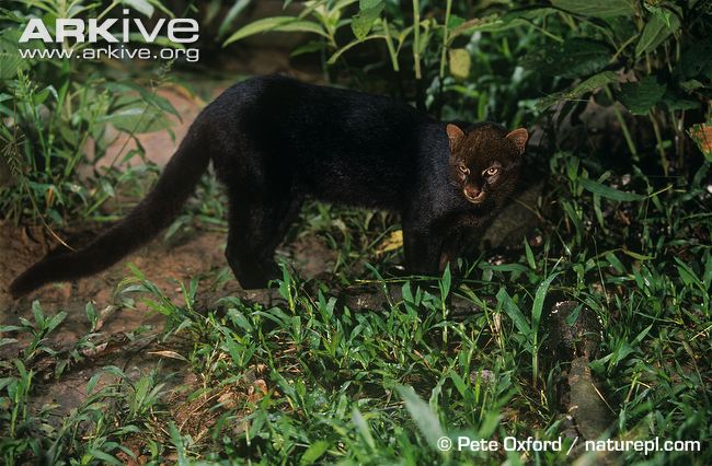 Jaguarundi Texas