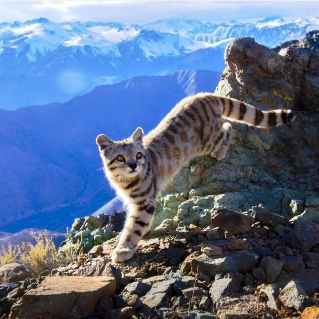 Wild Cats: The Andean Mountain Cat – kimcampion.com