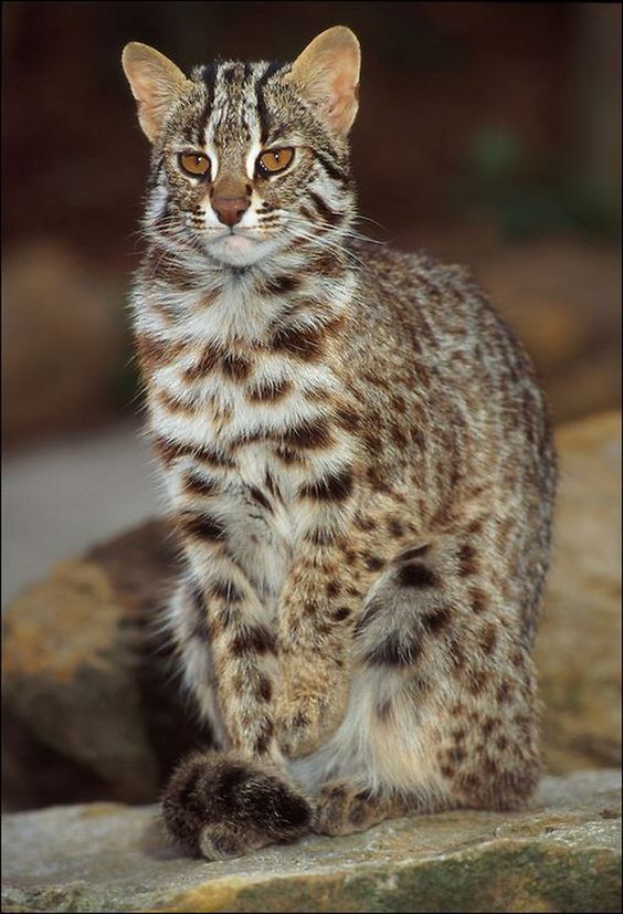 Wild Cats: The Asian Leopard Cat – kimcampion.com