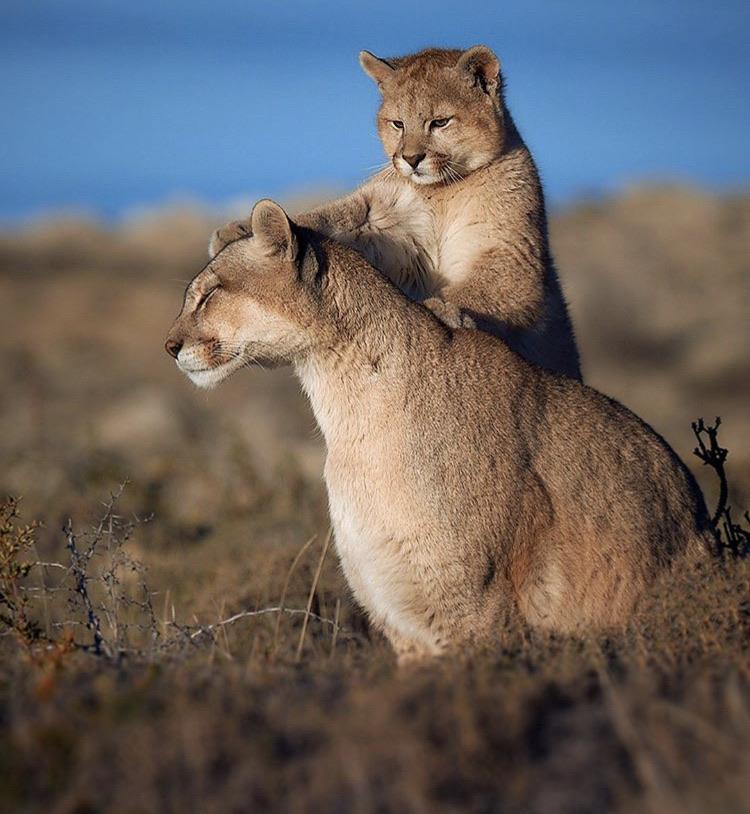 276-lb-mountain-lion