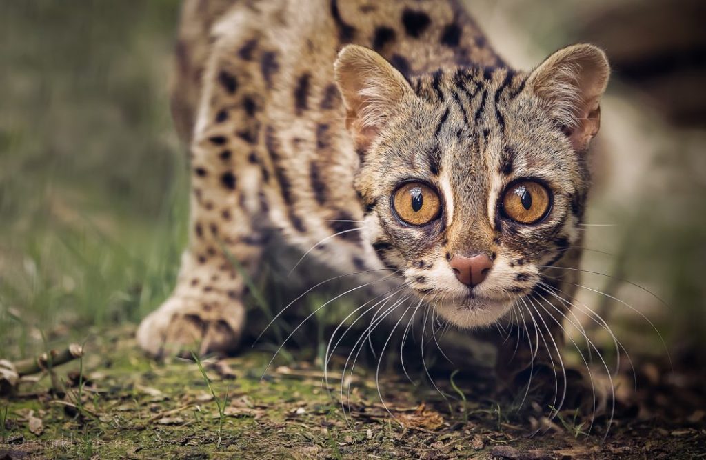 leopard kitten