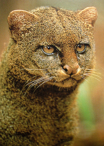 puma yagouaroundi cacomitli