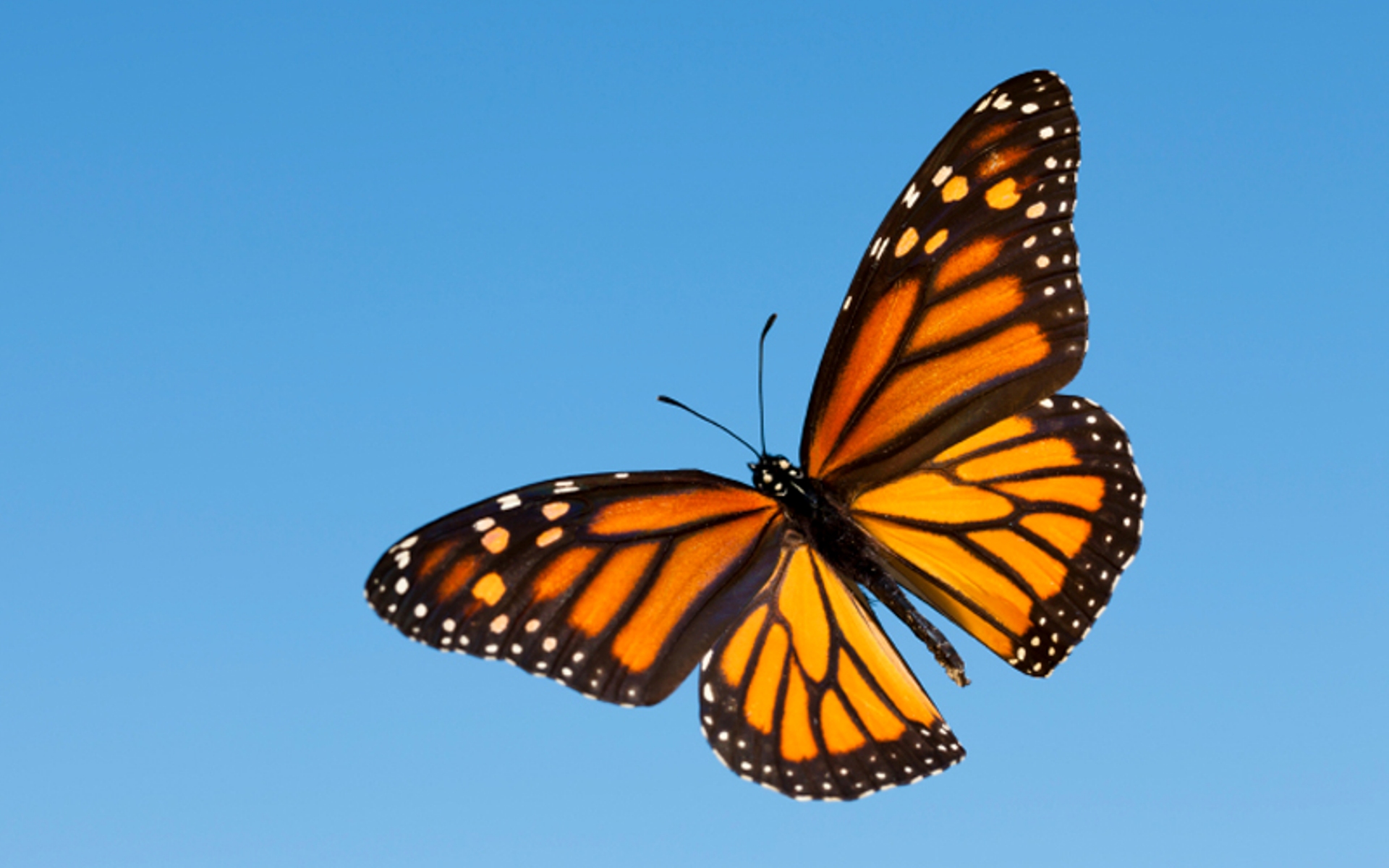 The Incredible Life Cycle of the Monarch Butterfly