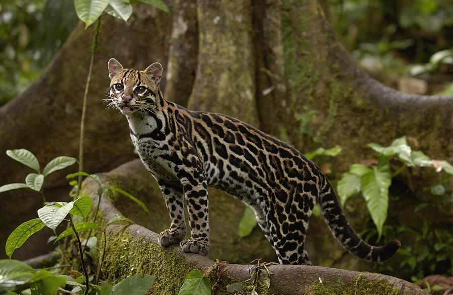 Resultado de imagem para Leopardus pardalis