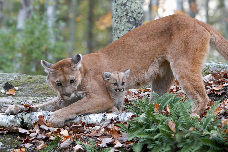 cougar wild cat