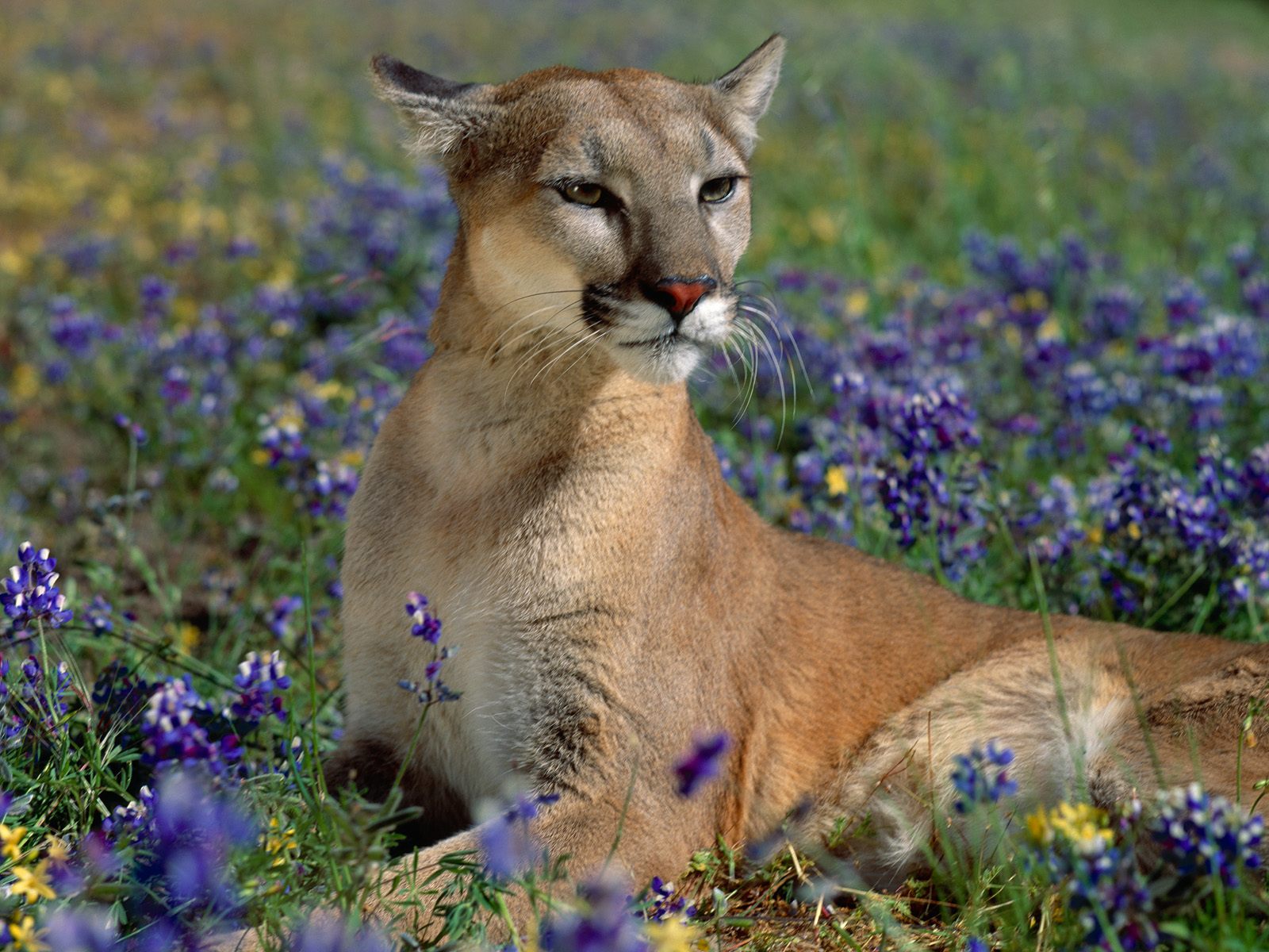 Cougars Mountain Lions - Living with Wildlife