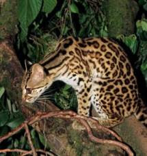 leopard cat wild