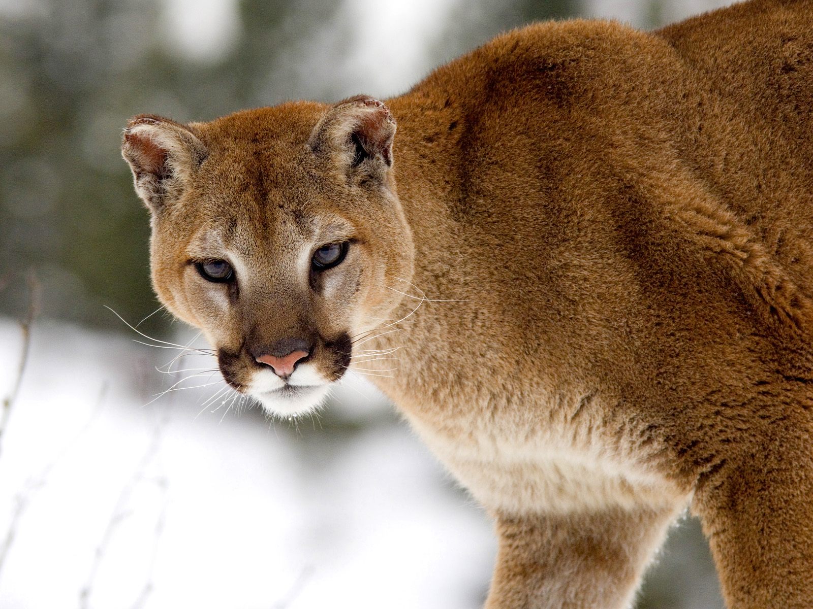 Wild Cats The Mountain Lion Kimcampion Wild Cats The Mountain Lion Kimcampion