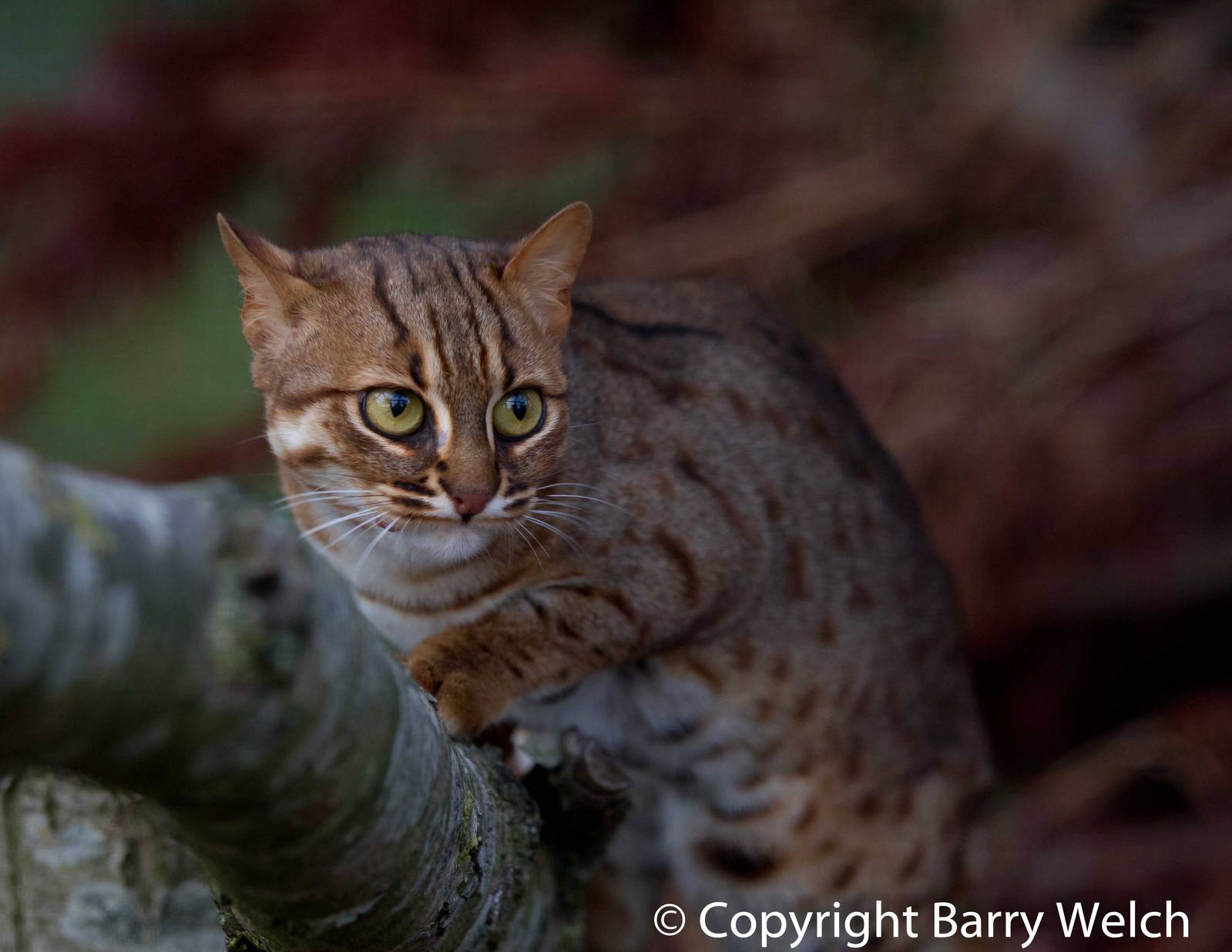 Wild Cats The Rusty Spotted Cat