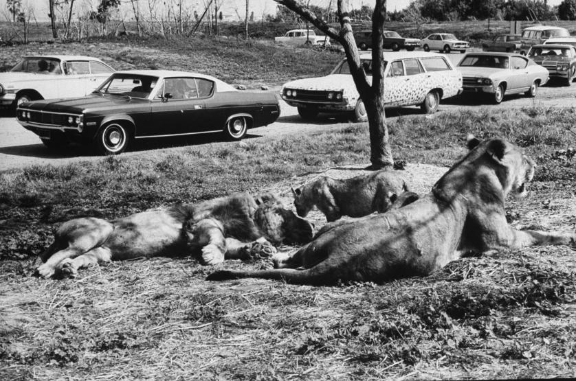 DATE UNKNOWN Visitors at Lion Country Safari passing by 19 year old lion Frazier and mother and cubs.