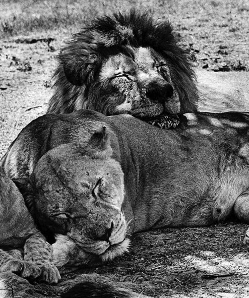 la-lion-country-safari-20141111-011