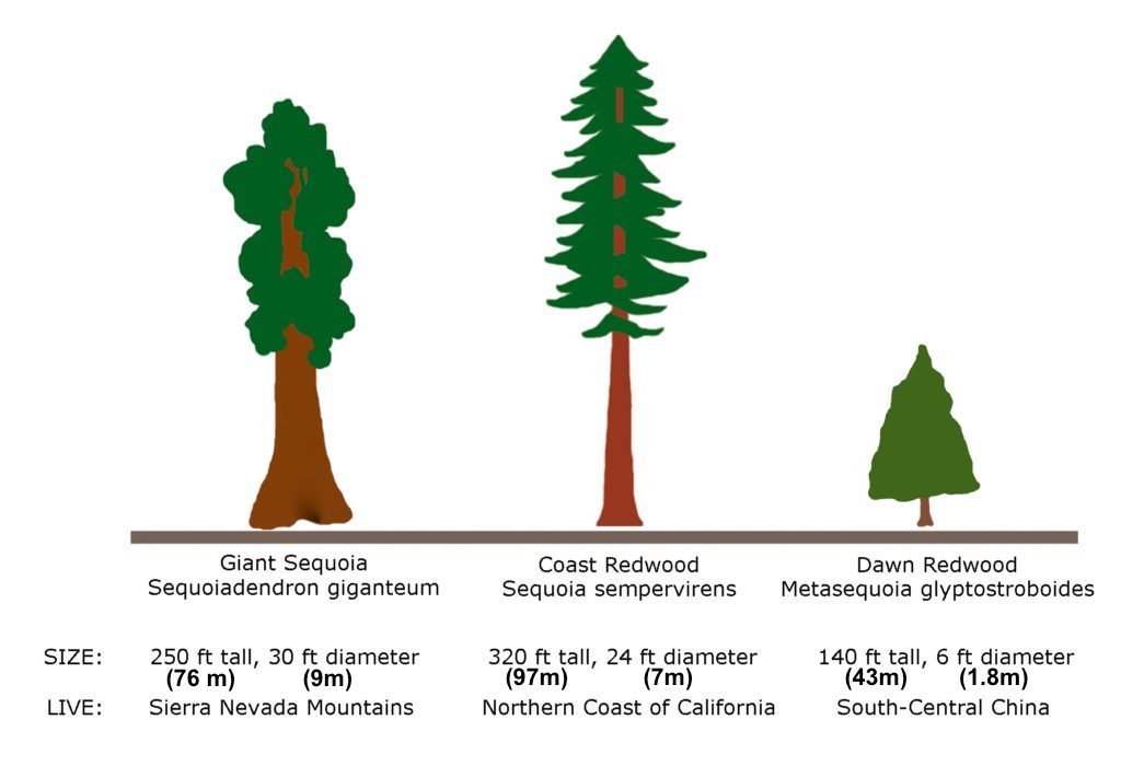 Human evolution - Wikipedia