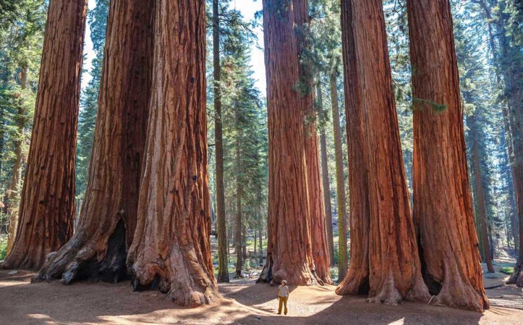 Redwood Tree Roots System / Huge Trees With A Powerful Root System