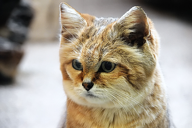 chinese mountain cat