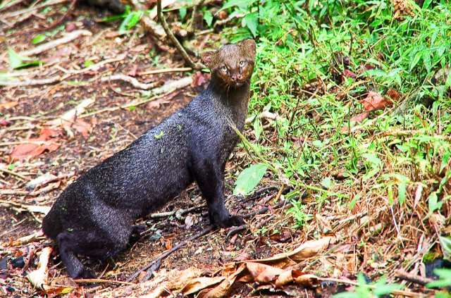 Wild Cats: The Jaguarundi – kimcampion.com