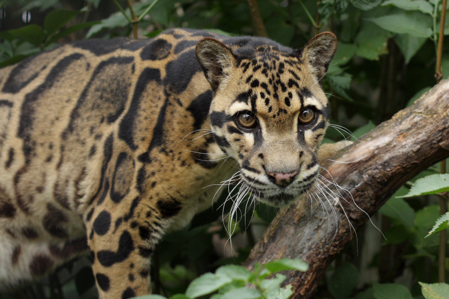 Wild Cats: The Clouded Leopard and the Sunda Clouded Leopard ...
