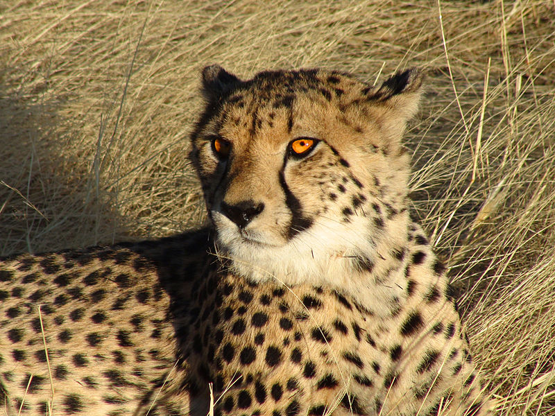 800px-Namibian_Cheetah