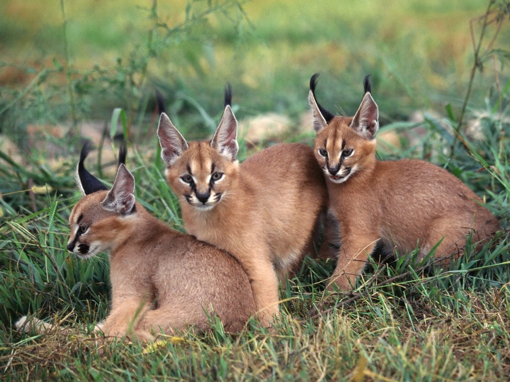 Caracal-caracal-31911221-1600-1200