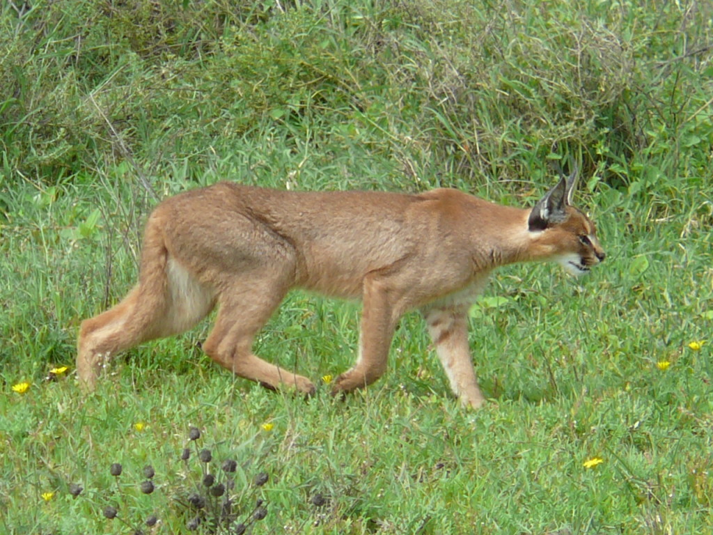 Caracal_hunting_in_the_serengeti