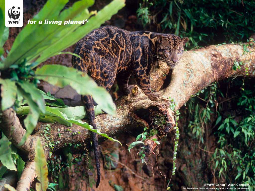 Clouded-Leopard-Wallpaper-43