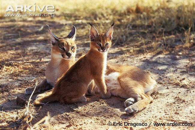 Photo from ARKive of the Caracal (Caracal caracal) - http://www.arkive.org/caracal/caracal-caracal/image-G34281.html