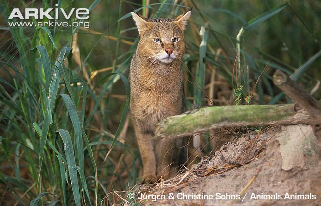 Jungle-cat-front-profile