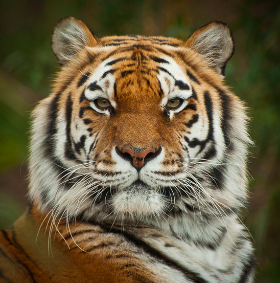 Wild Cats: The Tiger – kimcampion.com