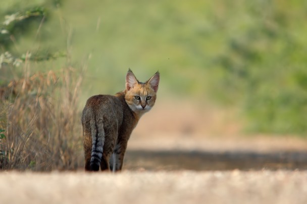 Wild Cats: The Jungle Cat – kimcampion.com