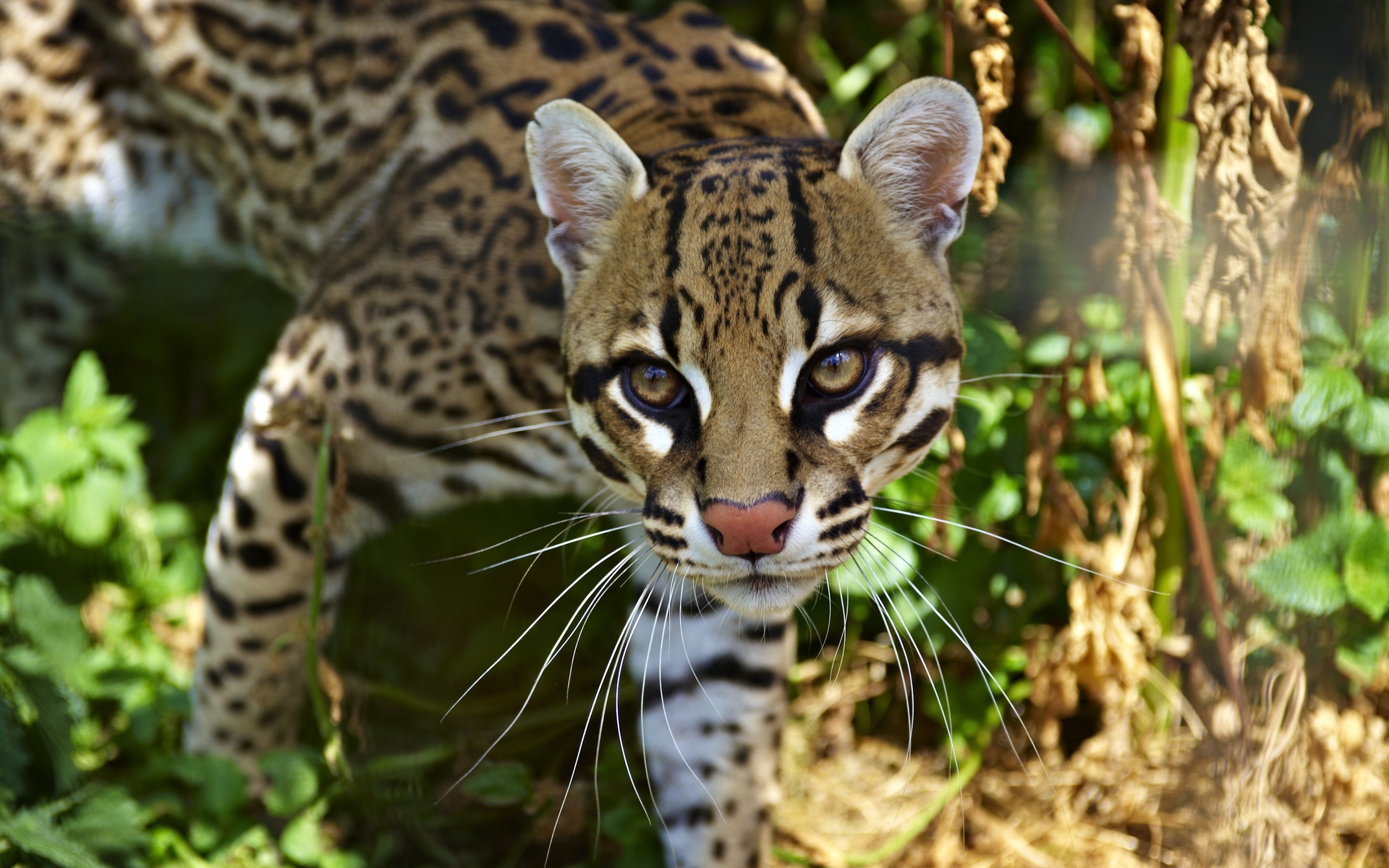 ocelot teddy