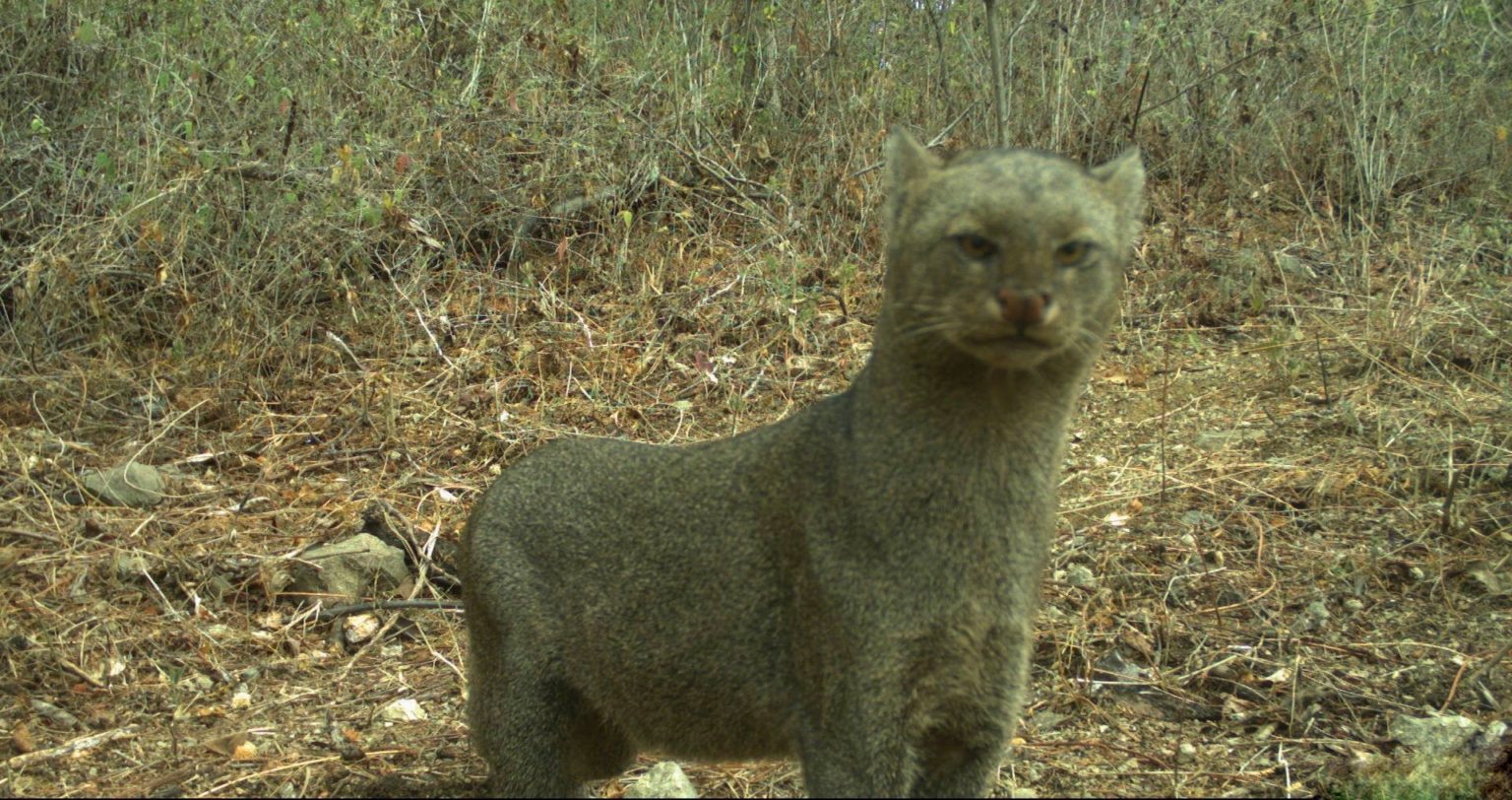 Wild Cats: The Jaguarundi – kimcampion.com