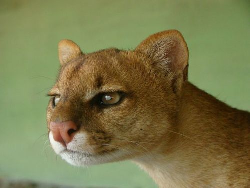 Wild Cats: The Jaguarundi – kimcampion.com