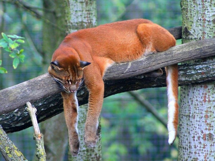 The Asian Golden Cat – kimcampion.com