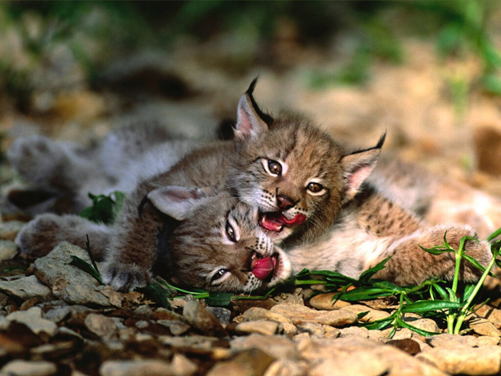 Wild Cats The Eurasian Lynx