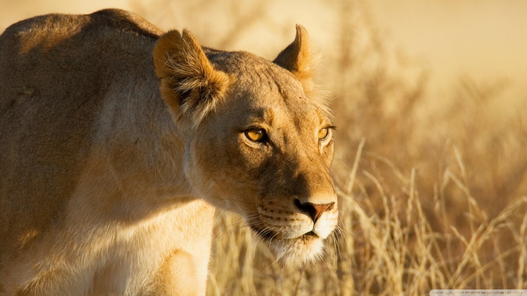 hunting-lioness_00443932