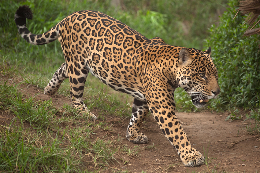 The Jaguar – kimcampion.com