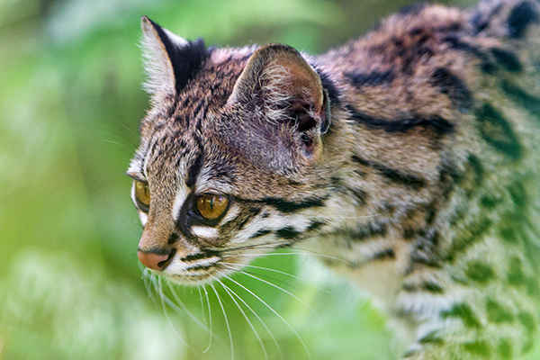 Northern Tiger Cat / Oncilla / Tigrina (Leopardus tigrinus) Classification