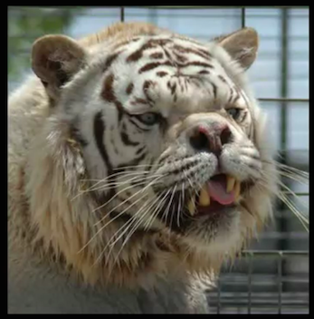 outlaw white tiger breeding