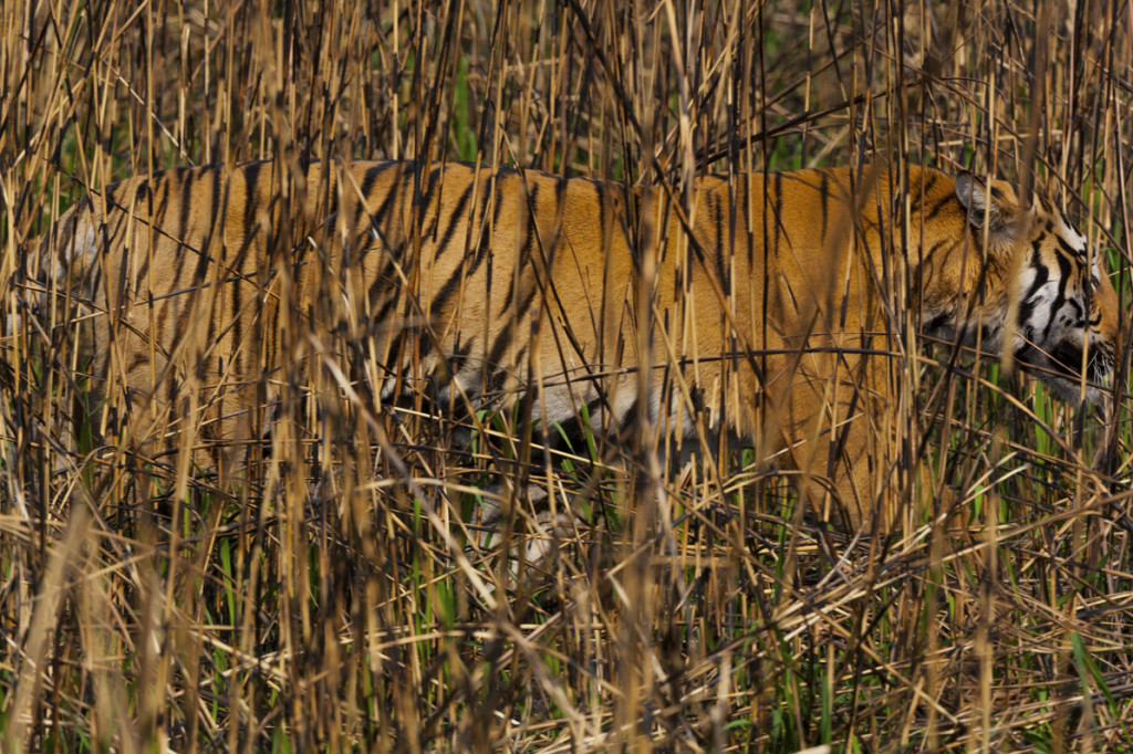 Kaziranga National Park