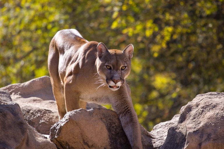 how big is a puma