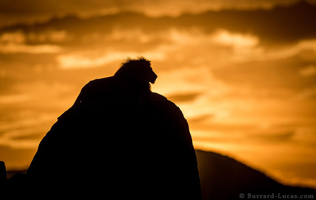 A lion on his rock, silhouetted at sunset. Kidepo Valley, Uganda.