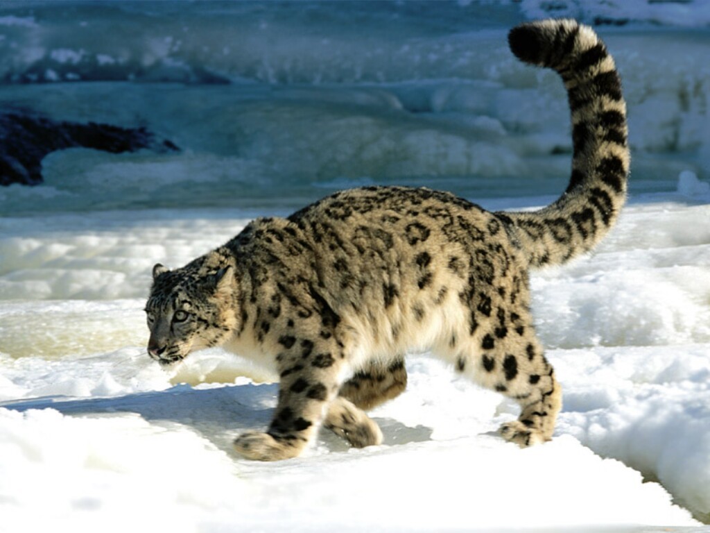 snow-leopard1